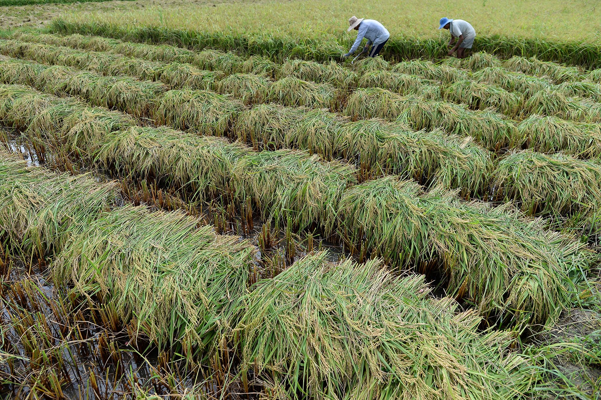 HƯƠNG SAY VỊ DÂN QUA TỪNG NGUYÊN LIỆU TINH TÚY